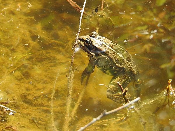 Granota verda  - Carlos Alvarez-Cros