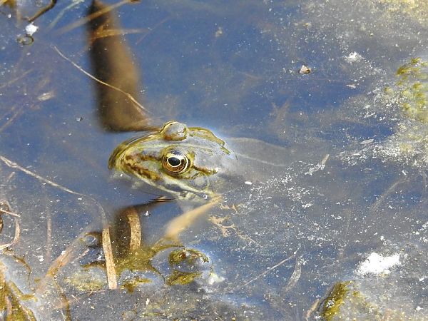 Granota verda  - Carlos Alvarez-Cros