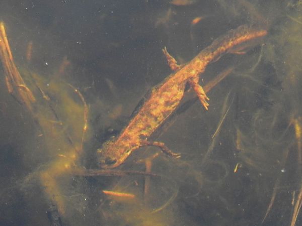 Tritó verd  - Carlos Alvarez-Cros