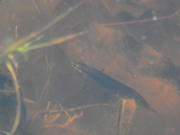 Tritó palmat  - Carlos Alvarez-Cros