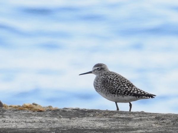 Valona  - Carlos Alvarez-Cros