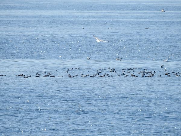 Baldriga mediterrània / balear  - Carlos Alvarez-Cros