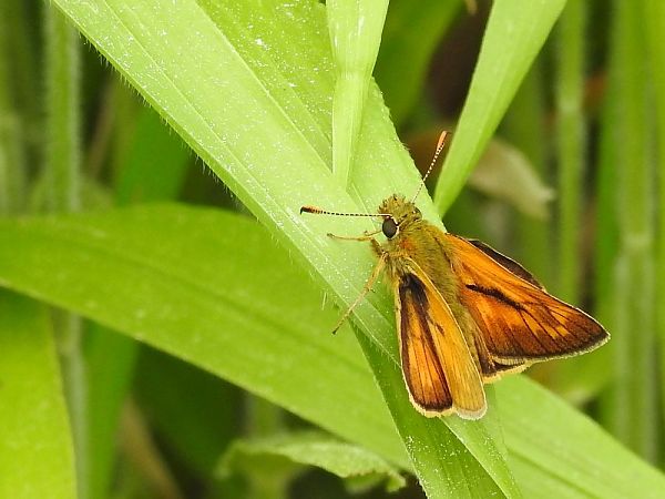 Dard ros  - Carlos Alvarez-Cros