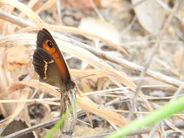 Saltabardisses cintada  - Carlos Alvarez-Cros