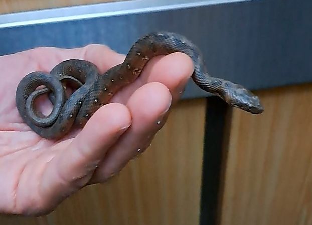 Serp d'aigua  - Jordi Sala