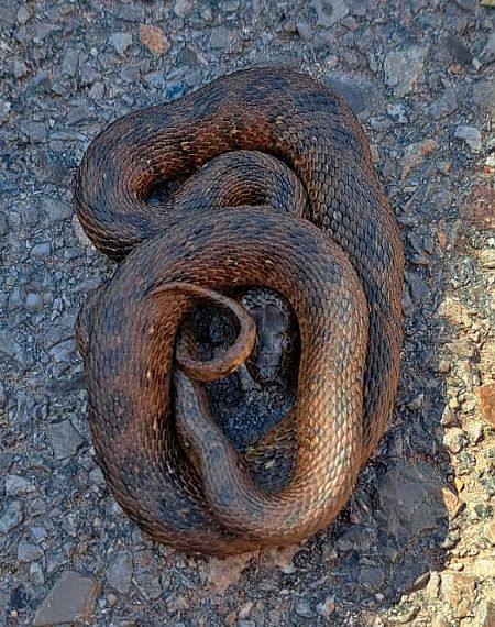 Serp d'aigua  - Jordi Sala