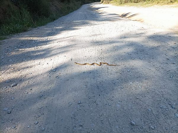 Serp d'aigua  - Jordi Serrano