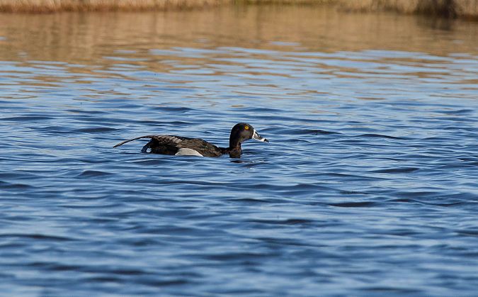 Morell de collar  - Ramon Aguilar