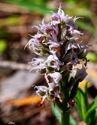 Neotinea conica  - Jean Bisetti