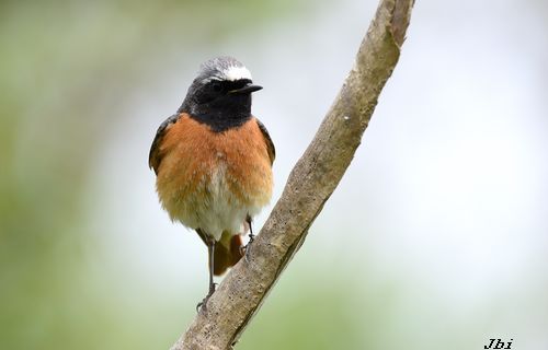 Cotxa cua-roja  - Jean Bisetti