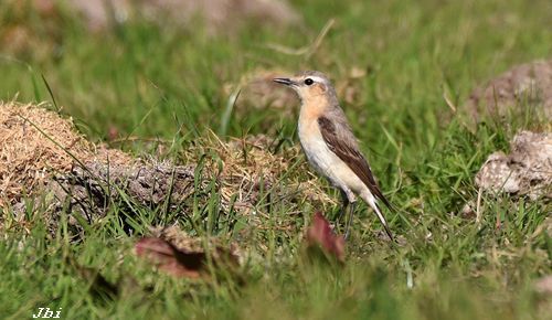 Còlit gris  - Jean Bisetti