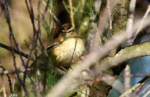 Boscarla dels joncs  - Jean Bisetti