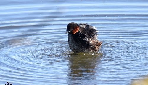 Cabusset  - Jean Bisetti