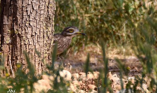 Torlit  - Jean Bisetti