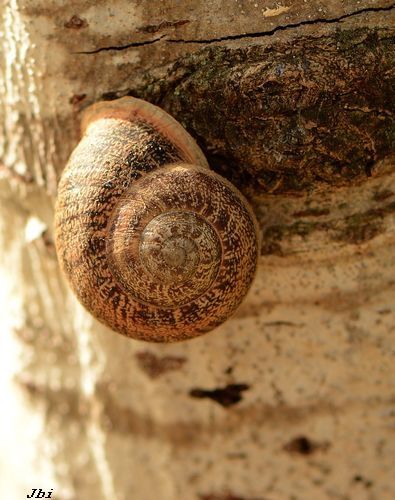 Otala punctata  - Jean Bisetti