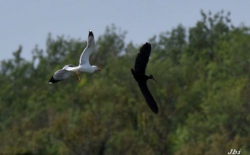 Gavià argentat  - Jean Bisetti