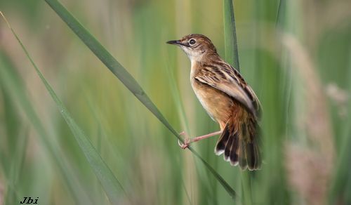 Trist  - Jean Bisetti