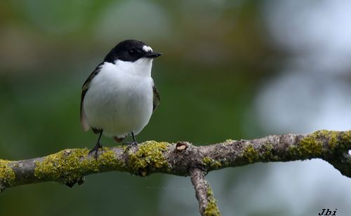 Mastegatatxes  - Jean Bisetti