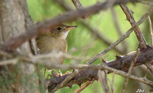 Boscaler pintat gros  - Jean Bisetti
