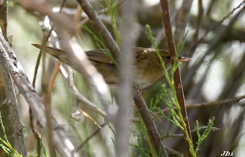 Boscaler pintat gros  - Jean Bisetti