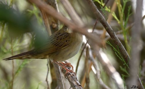Boscaler pintat gros  - Jean Bisetti