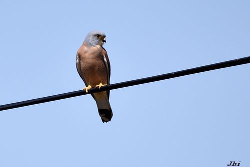 Xoriguer petit  - Jean Bisetti