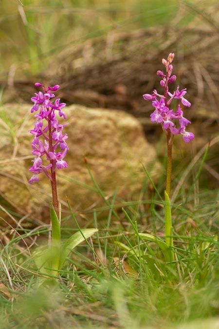 Orchis tenera  - Abel Comas
