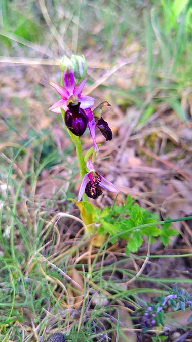 Ophrys catalaunica  - Guillem Bagaria