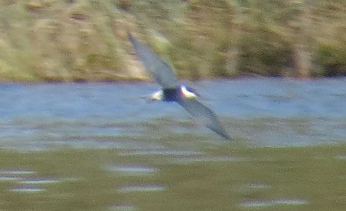 Fumarell carablanc  - Pancho Pou