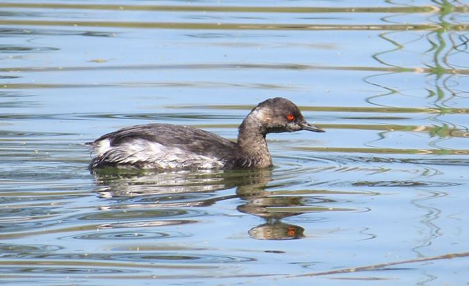 Cabussó collnegre  - Pancho Pou
