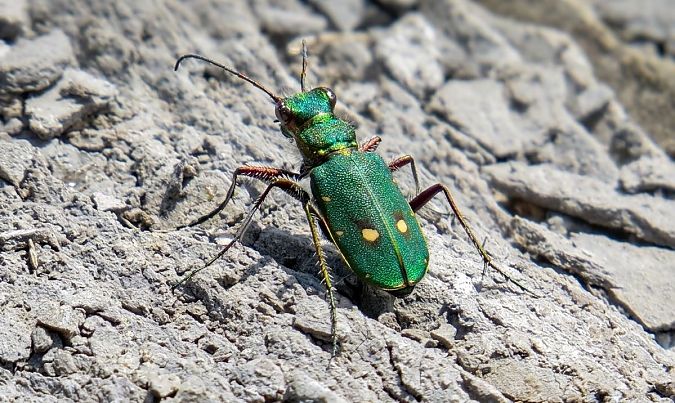Coleoptera sp.  - Pancho Pou