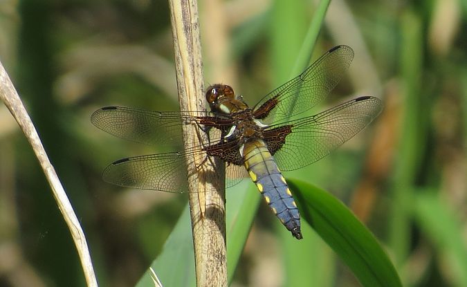 Libèl·lula ampla  - Pancho Pou