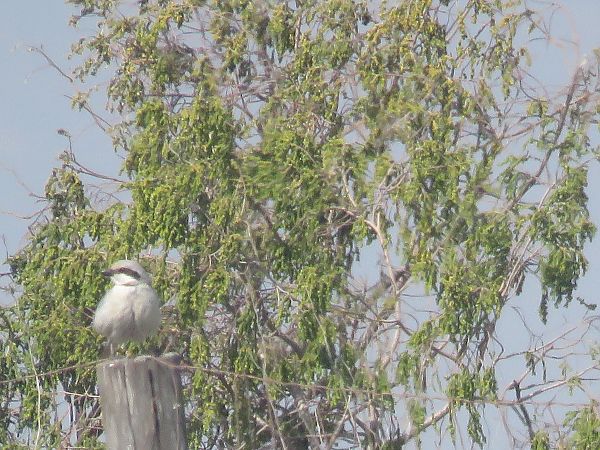 Botxí d'estepa  - Ivan Garcia Martinez