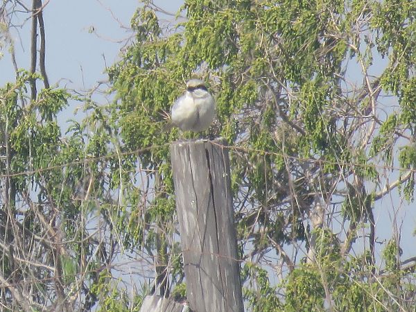 Botxí d'estepa  - Ivan Garcia Martinez