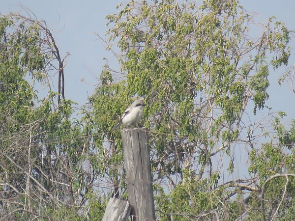 Botxí d'estepa  - Ivan Garcia Martinez