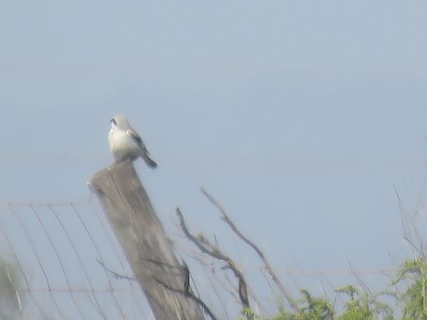Botxí d'estepa  - Ivan Garcia Martinez