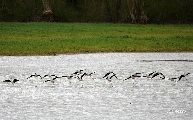 Cames llargues  - Pau Barnés