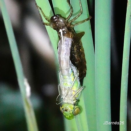 Emperador blau  - Pau Barnés