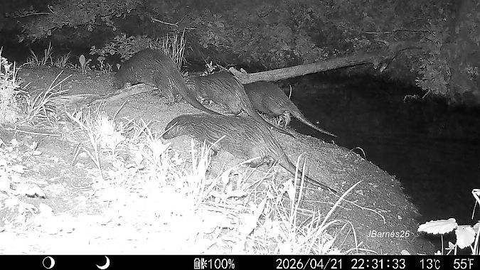 Llúdriga  - Pau Barnés