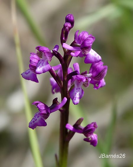 Anacamptis morio subsp. picta  - Pau Barnés