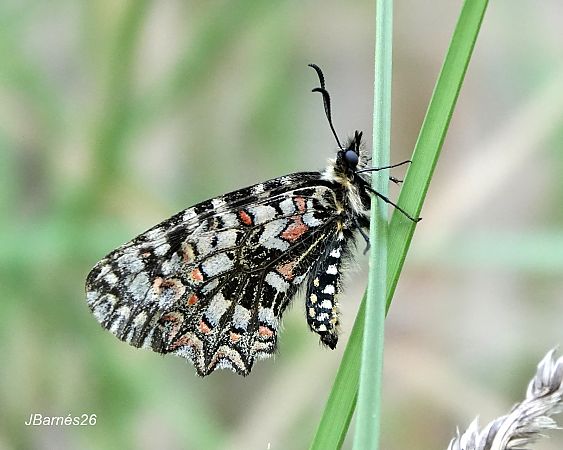 Arlequí  - Pau Barnés