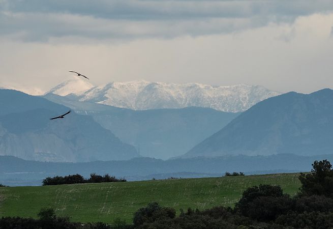 Griffon Vulture  - Màrius Domingo