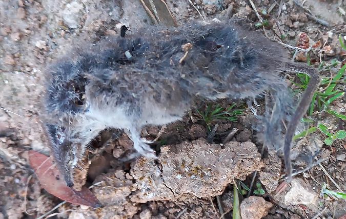 Musaranya menuda  - Màrius Domingo