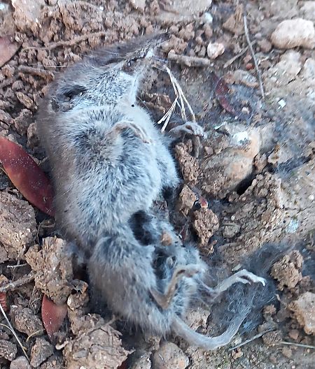 Musaranya menuda  - Màrius Domingo