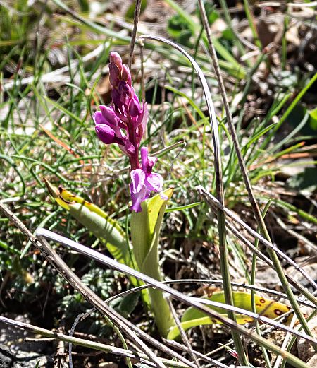 Cephalanthera rubra  - Màrius Domingo