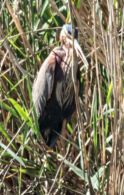 Agró roig  - Màrius Domingo