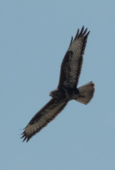 Aligot comú  - Màrius Domingo