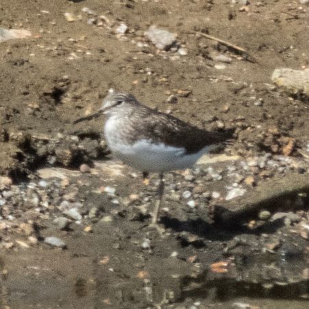 Gamba verda  - Màrius Domingo