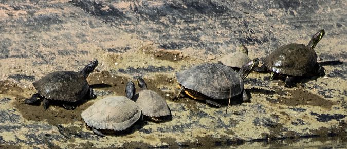 Tortuga de rierol  - Màrius Domingo