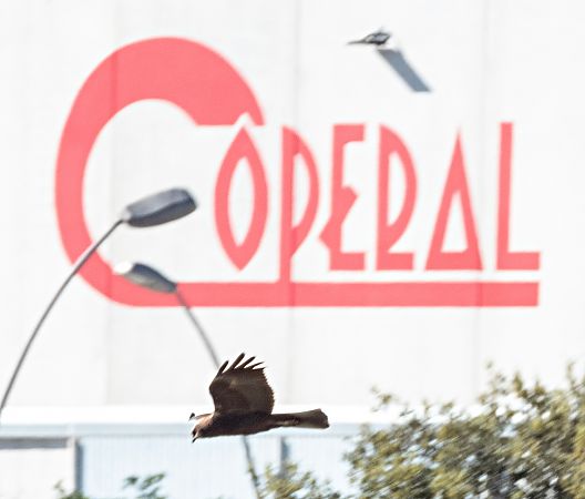 Arpella vulgar  - Màrius Domingo